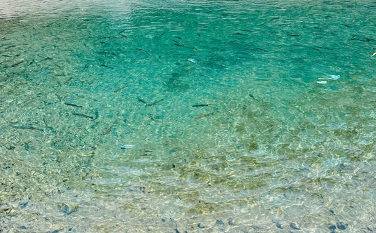 【Fish Hook 3周年記念・限定先行予約】 Huerco GTF600-5S / フエルコ Fish Hook 別注モデル