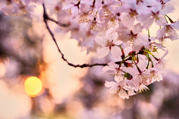 Fish Hook Spring Collection'26